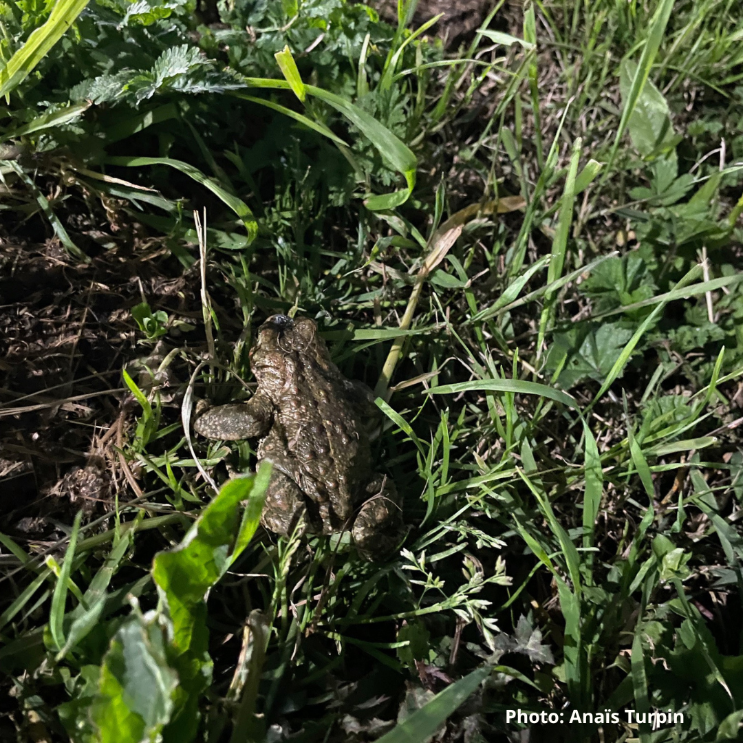 Journée Mondiale Zones Humides Argelès-sur-mer